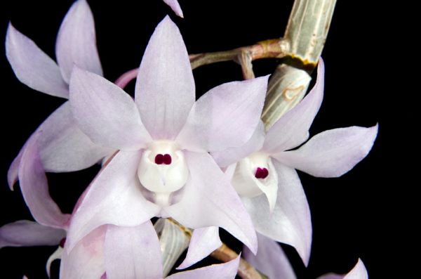 hoa phong lan hoàng thảo thập hoa