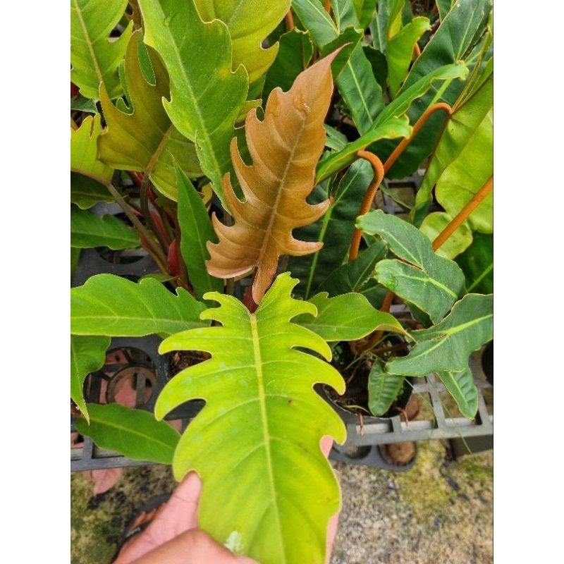 Cây trầu bà Philodendron Caramel