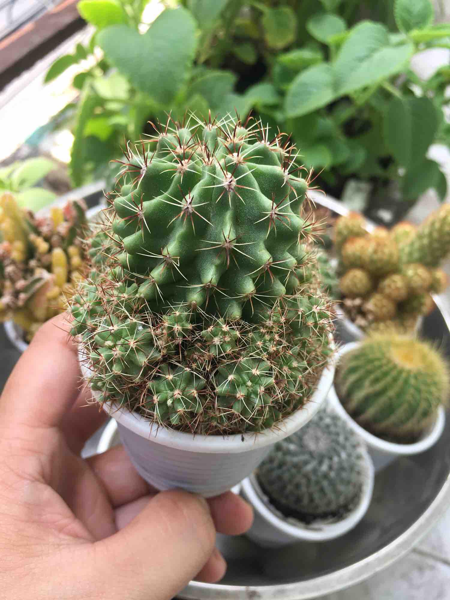 [HCM]Xương rồng móc câu đổi màu