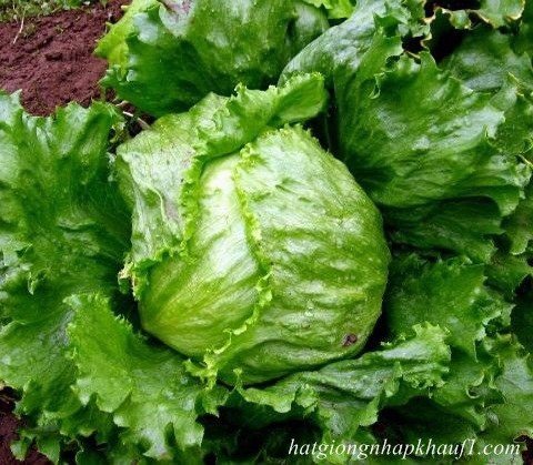Hạt giống rau xà lách cuộn trắng - Gói 0.2gram