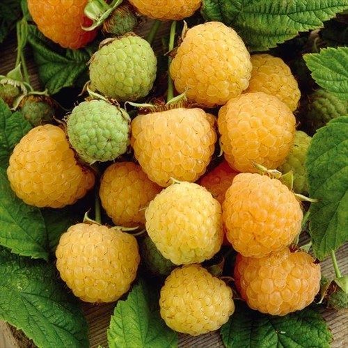 Bộ 3 gói hạt giống mâm xôi ( đỏ + vàng + đen )
