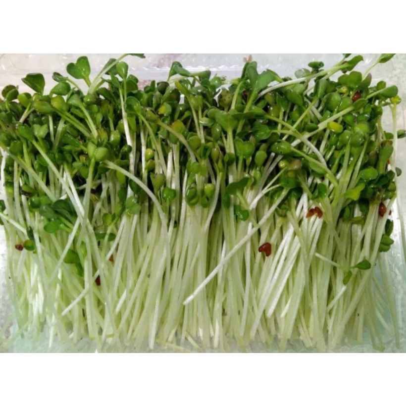DINH DƯỠNG THỦY CANH DẠNG BỘT TC-MOBI 500gr