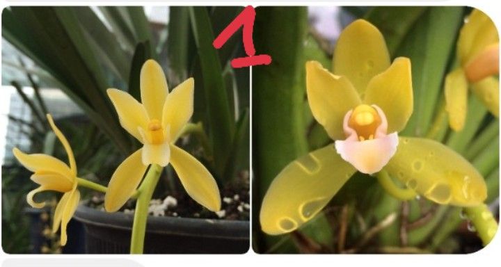 LAN KIẾM PHAN TRÍ CÂY GIỐNG