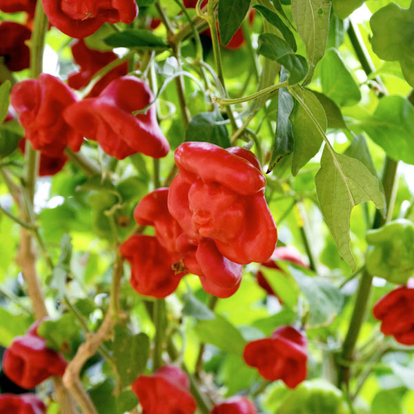HẠT GIỐNG ỚT HOA HỒNG gói 40 hạt
