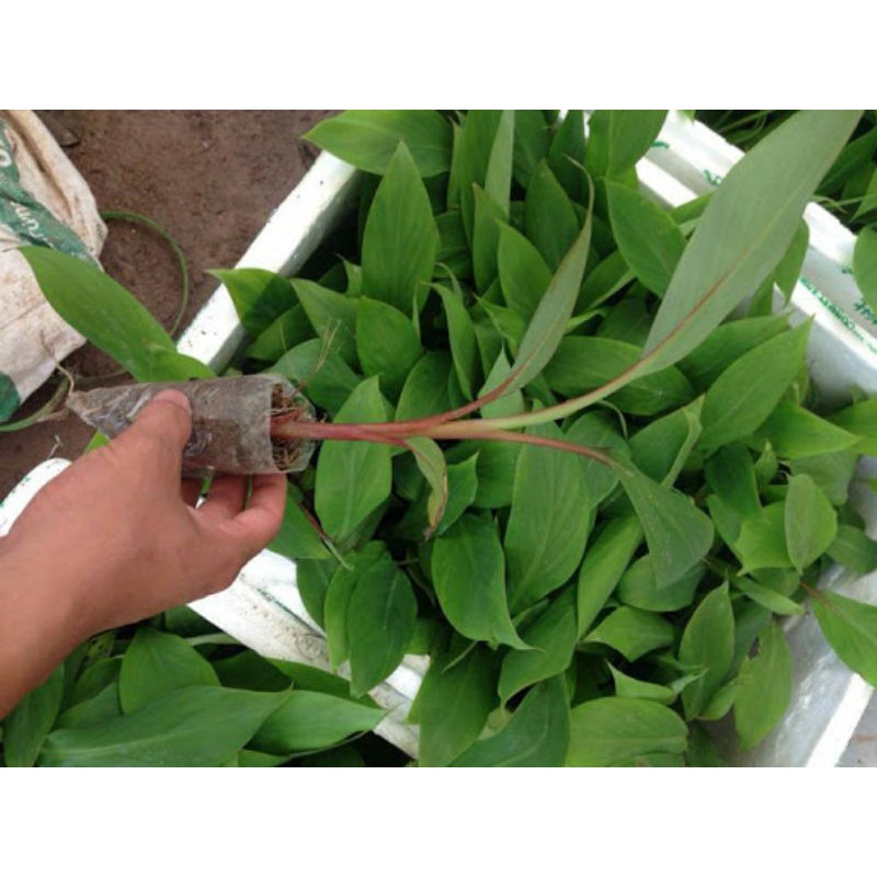 Cây chuối sứ giống