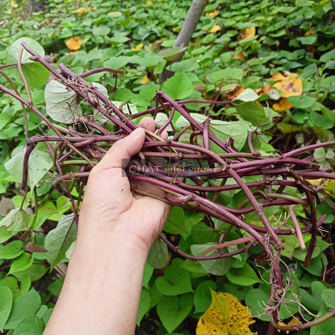 Combo 10 dây khoai lang giống siêu củ/siêu đọt (10 cây giống đỏ/xanh dài ~35cm)