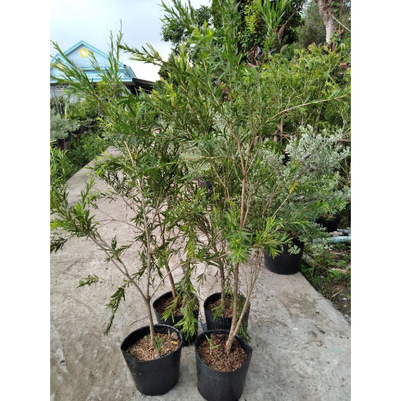 Cây hoa liễu siêu hoa