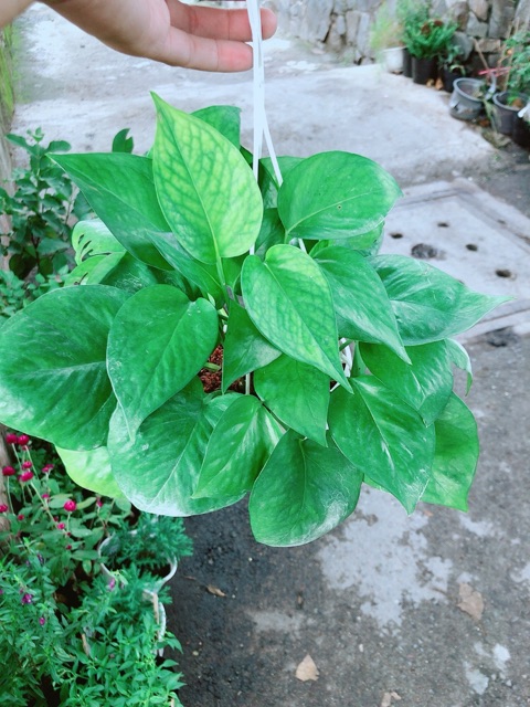 Trầu Bà Thái Xanh