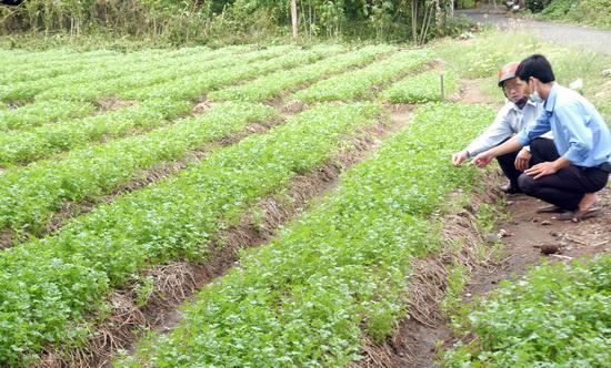 Gói 20g hạt giống ngò Bạc Liêu