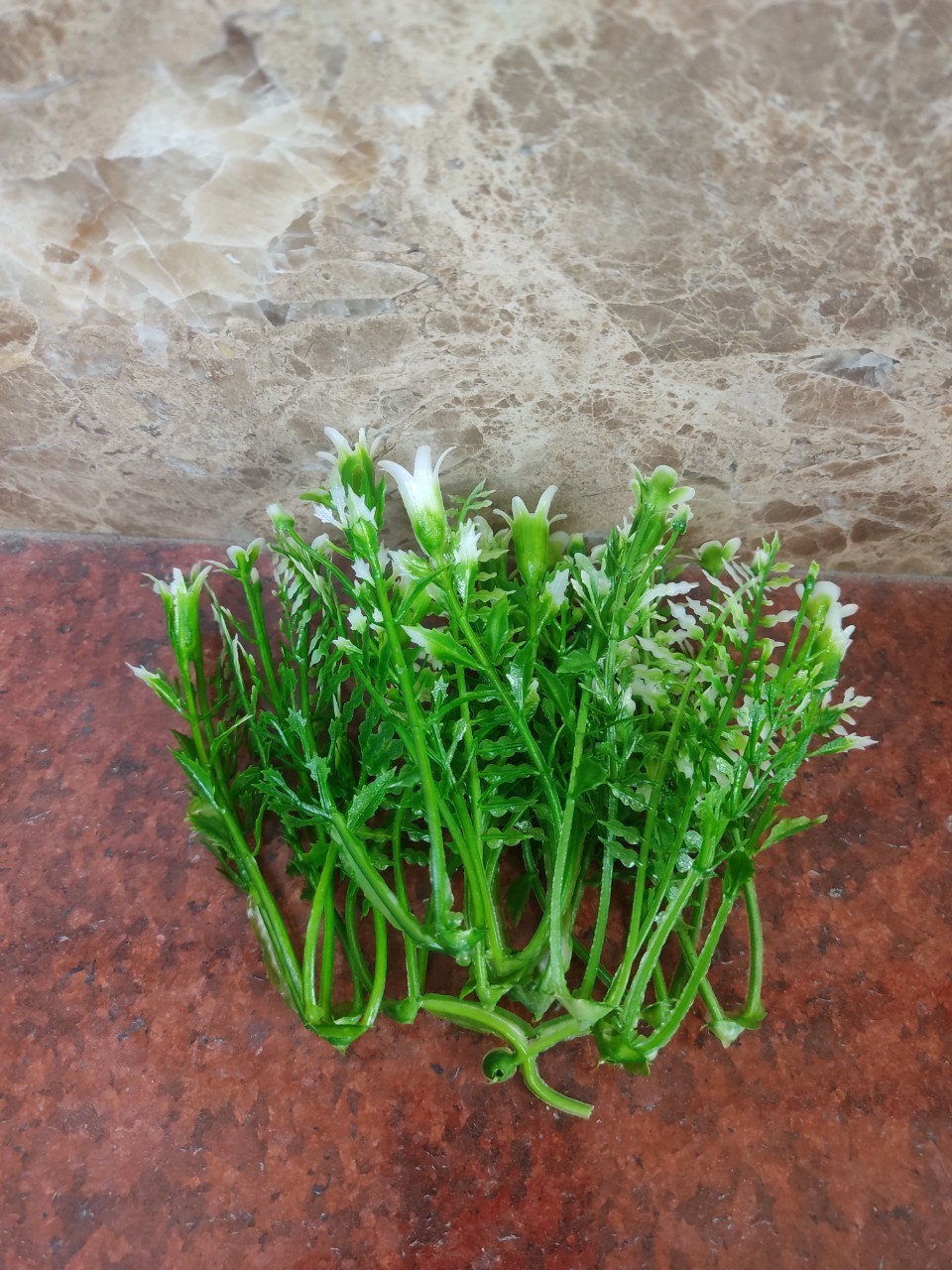 100g cỏ điểm đã bỏ gọng,điểm hoa sáp, hoa lụa, oản