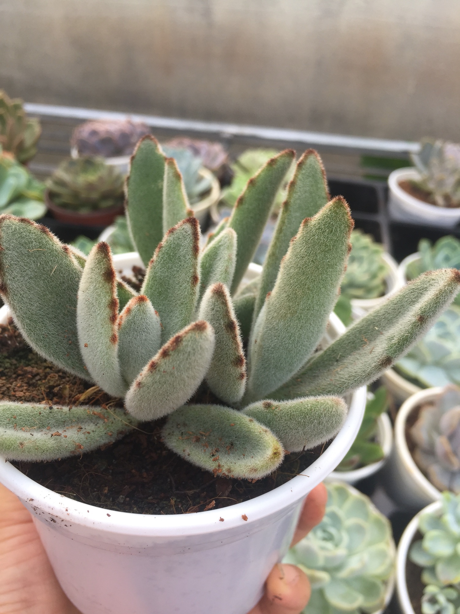 Sen Đá Nhung Viền Đen size trung