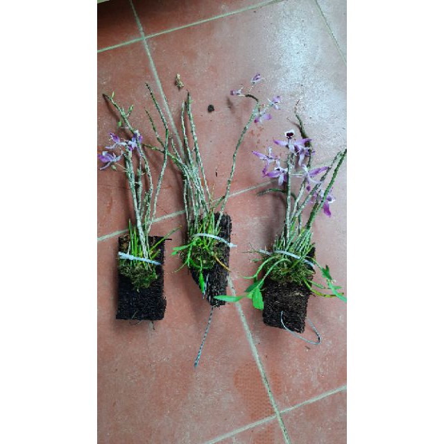 Hoa phong lan hoàng thảo kèn