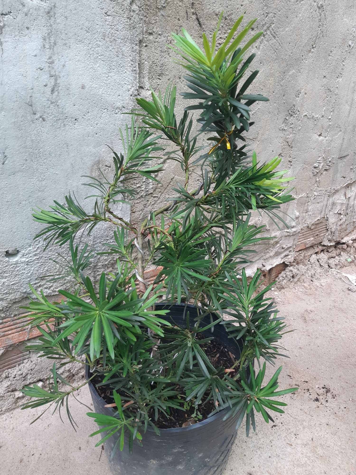 tùng la hán bonsai 60-70cm