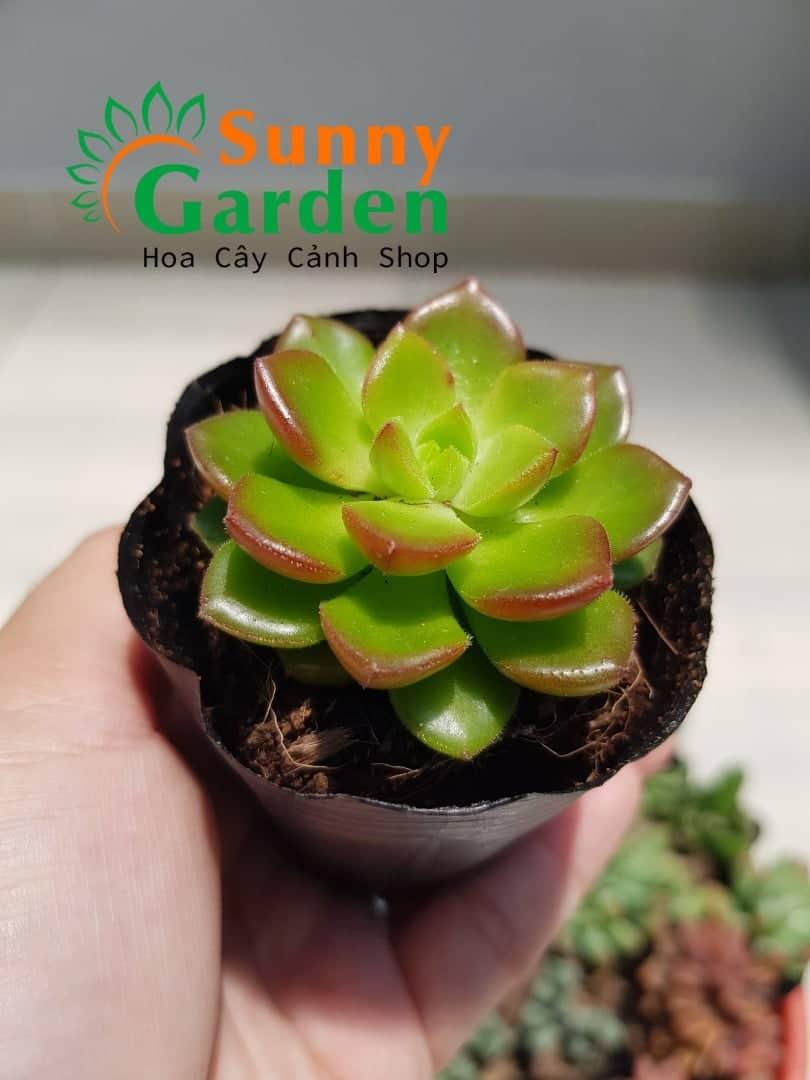 Sen Đá Cẩm Thạch Viền Lửa