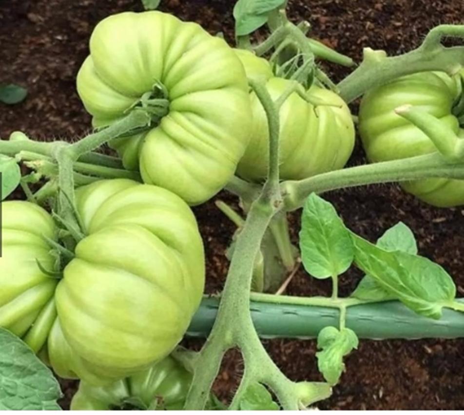 Hạt giống cà chua múi hồng lùn - nảy mầm tốt - tặng kèm 1 gói bón lá và 1 gói kích nảy mầm, có tờ hướng dẫn trồng