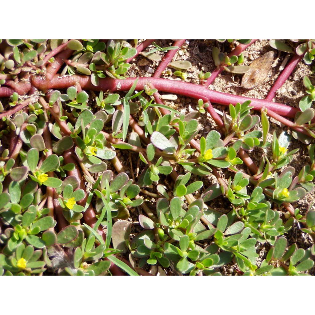Hạt giống rau sam -sâm đất LUCKY SEEDS