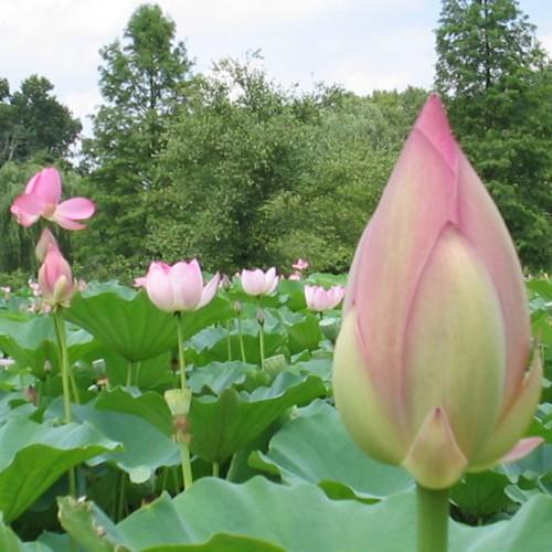 Hạt Giống Sen Lớn Trồng Ao Hồ gói 10 hạt
