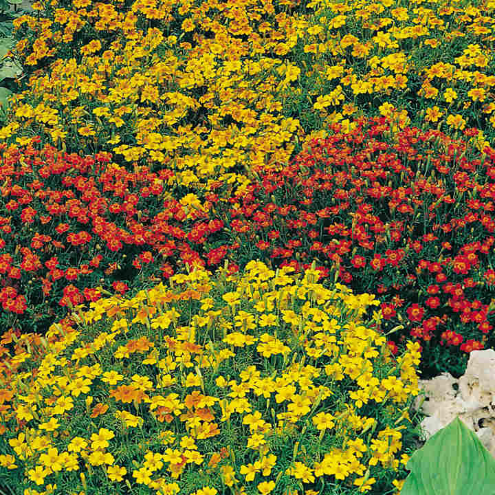 Gói 100  hạt giống hoa Cúc Vạn Thọ Mâm Xôi Mix