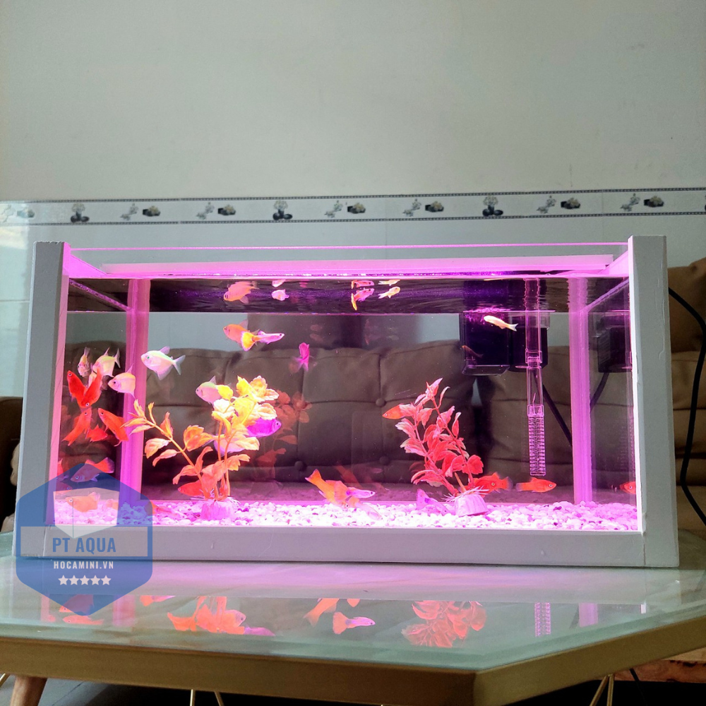 Bể cá mini 40cm COMBO đầy đủ phụ kiện