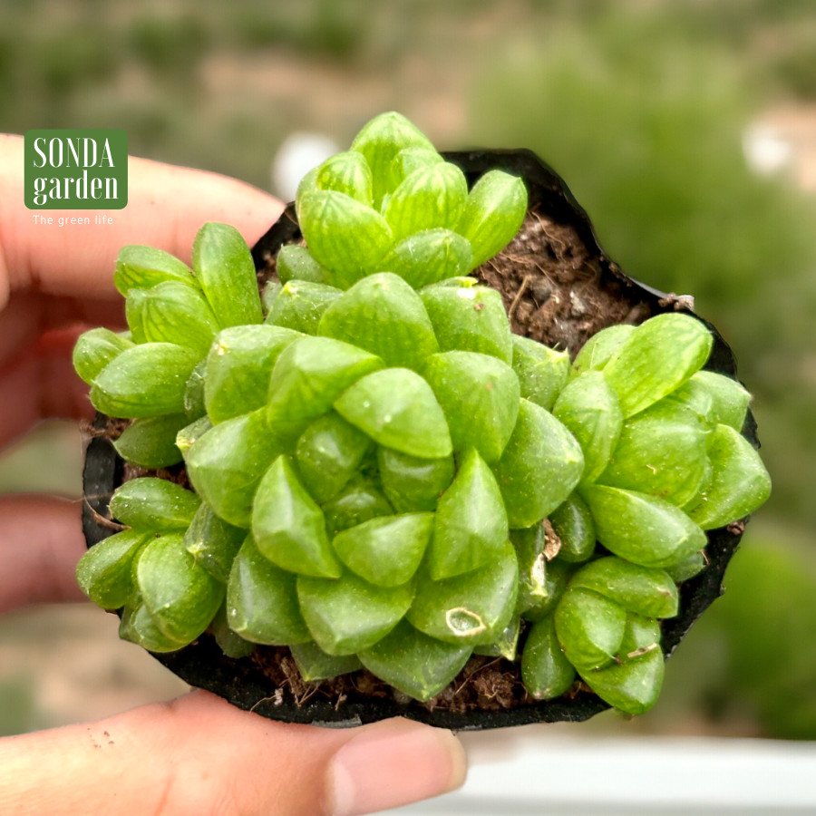 SEN ĐÁ NGỌC LÁ BÉ SIZE BÉ KHOẺ ĐẸP LỖI 1 ĐỔI 1