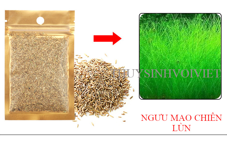 Hạt giống thủy sinh các loại trân châu lùn, ngưu mao chiên, thanh điệp, lá tròn, trái tim