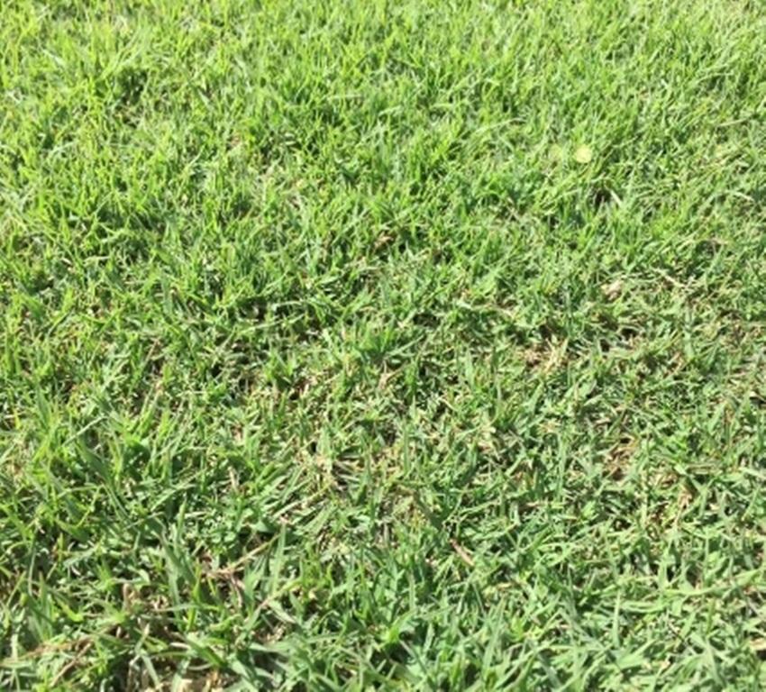 Hạt giống cỏ lá gừng thái lan 5 gam