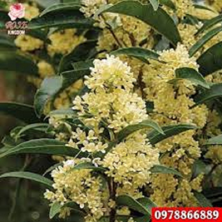 CÂY MỘC HƯƠNG TA HOA VÀNG