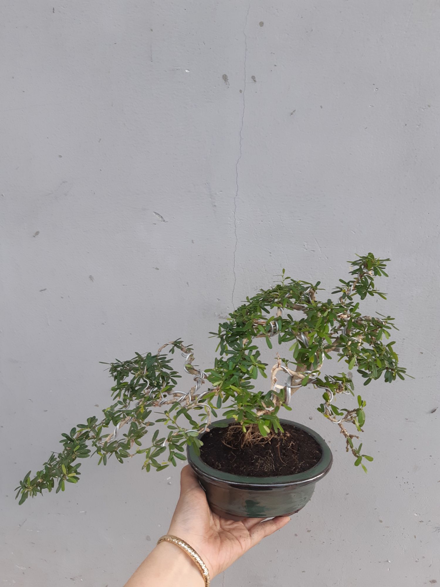 linh sam bonsai mini TẶNG CHẬU