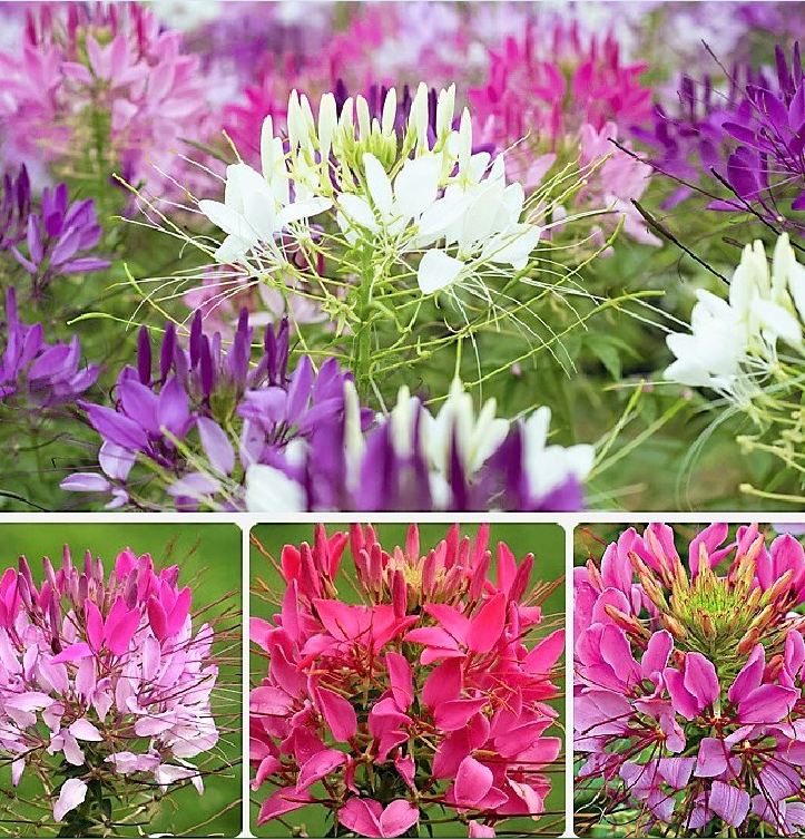 Hạt giống hoa Hồng Ri (Túy Điệp) Mix (Cleome) - gói 100 hạt