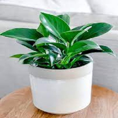 Cây trầu bà đế vương xanh