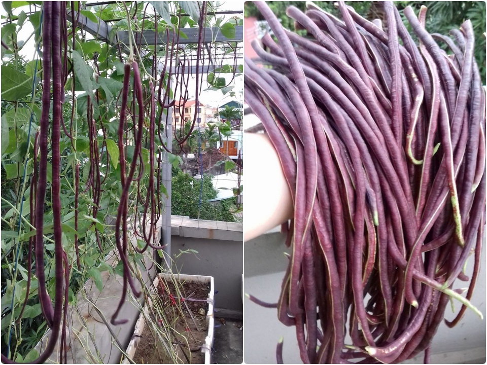 Combo 4 gói hạt giống ăn trái dễ trồng