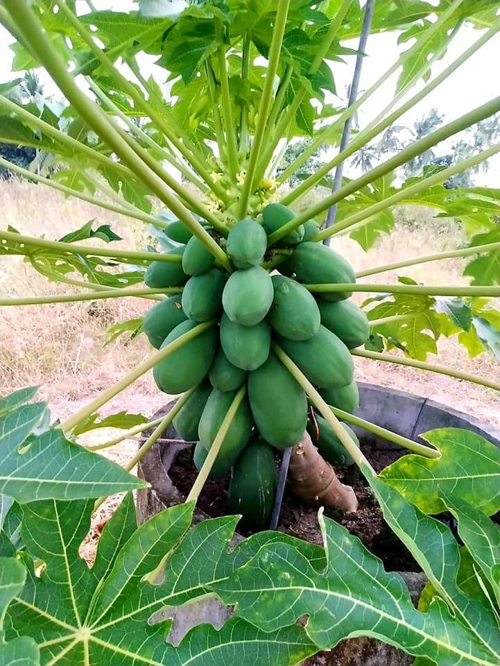 Hạt Giống Đu Đủ Lùn Long An Gói 5 Hạt - Đu Đủ Ruột Vàng