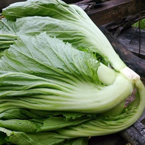 Hạt Giống Rau Cải Bẹ Dưa F1. Túi 20 Gram