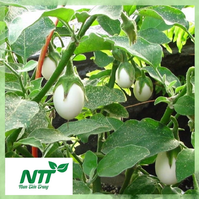 Hạt giống Cà Pháo Tím - Cà Pháo Trắng TN - 49