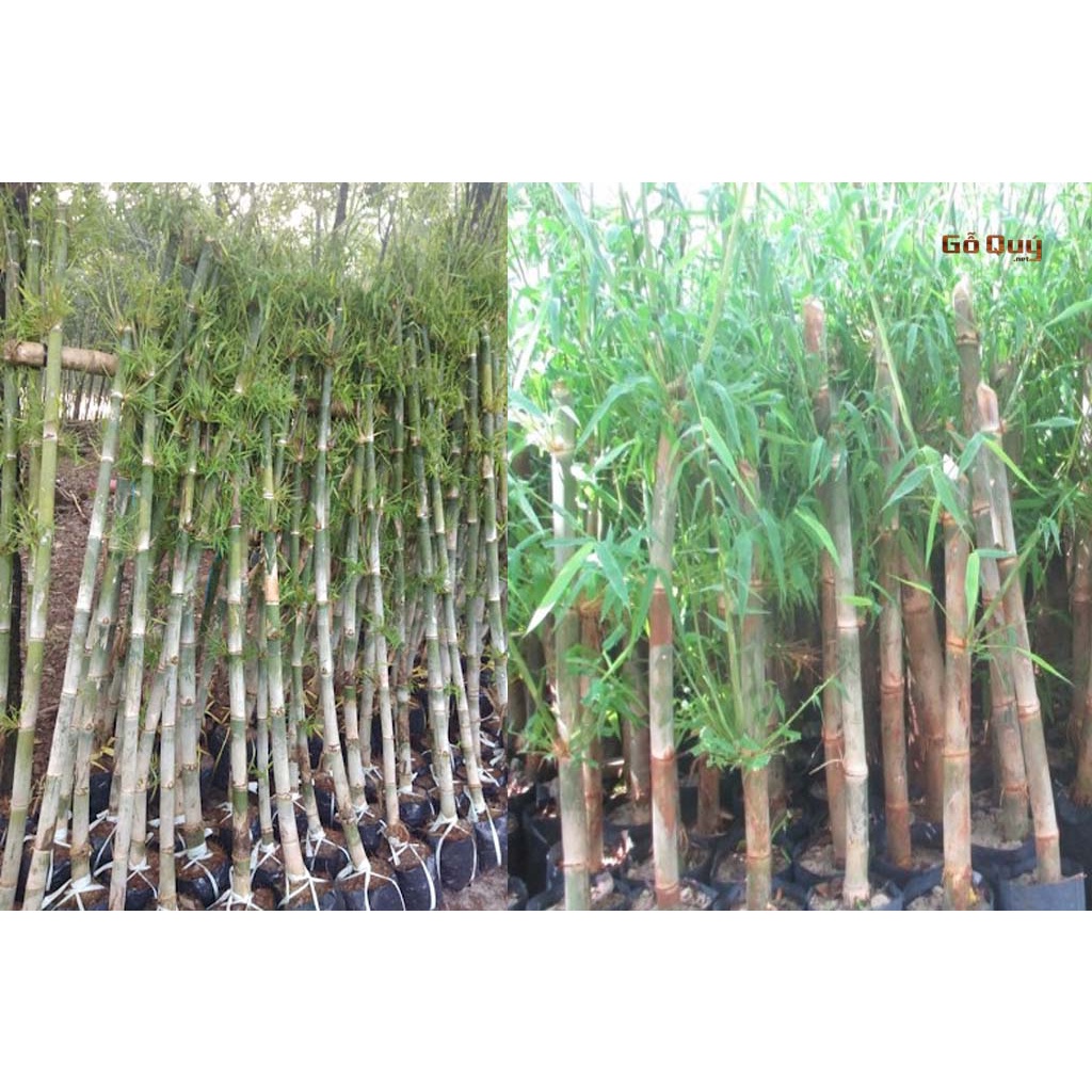 cây giống cây tầm vông