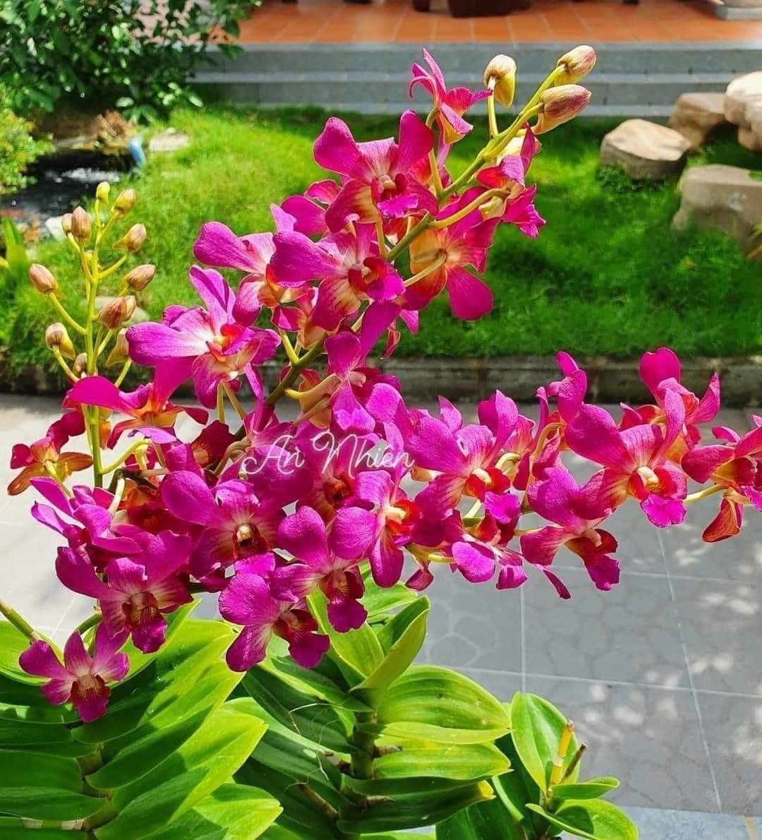 DENRO PHƯỢNG HOÀNG HỒNG