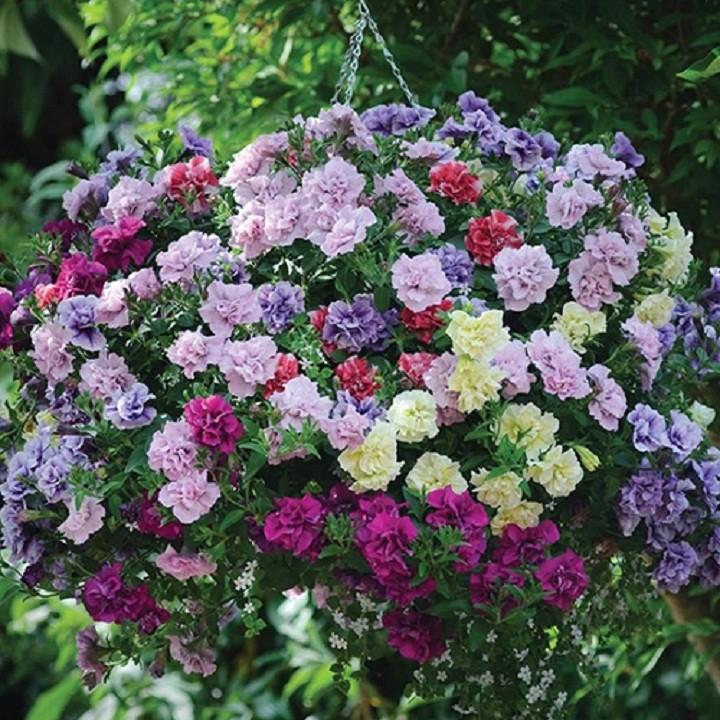 Hạt giống hoa dạ yến thảo kép Mix nhiều màu gói 10 hạt xuất xứ Đức