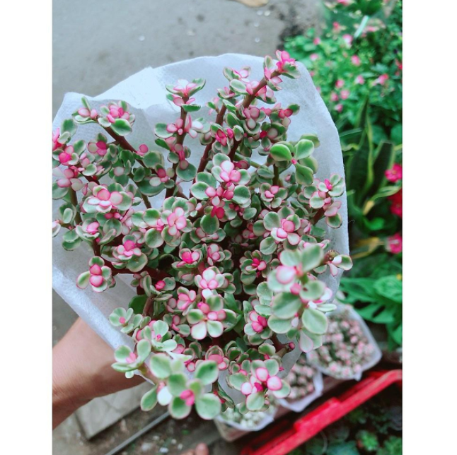 Cây Sen Đá Đô La Hồng