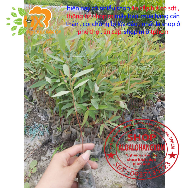 combo 50 cây bạch đàn cây giống