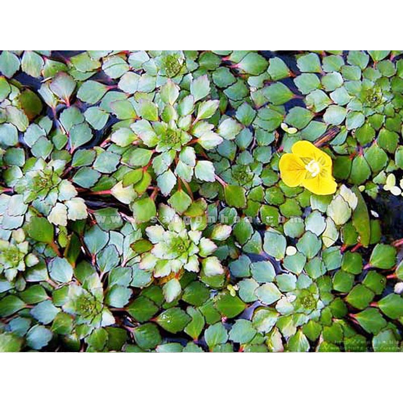 5 Cây Ấu Thái Thủy Sinh