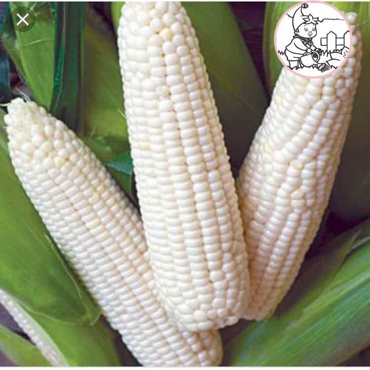 HẠT BẮP NẾP TRẮNG DẺO - GÓI 100 GRAM