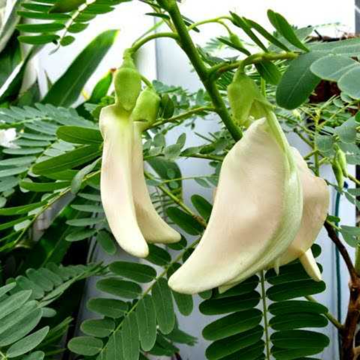 Hạt giống so đũa gói 2gr