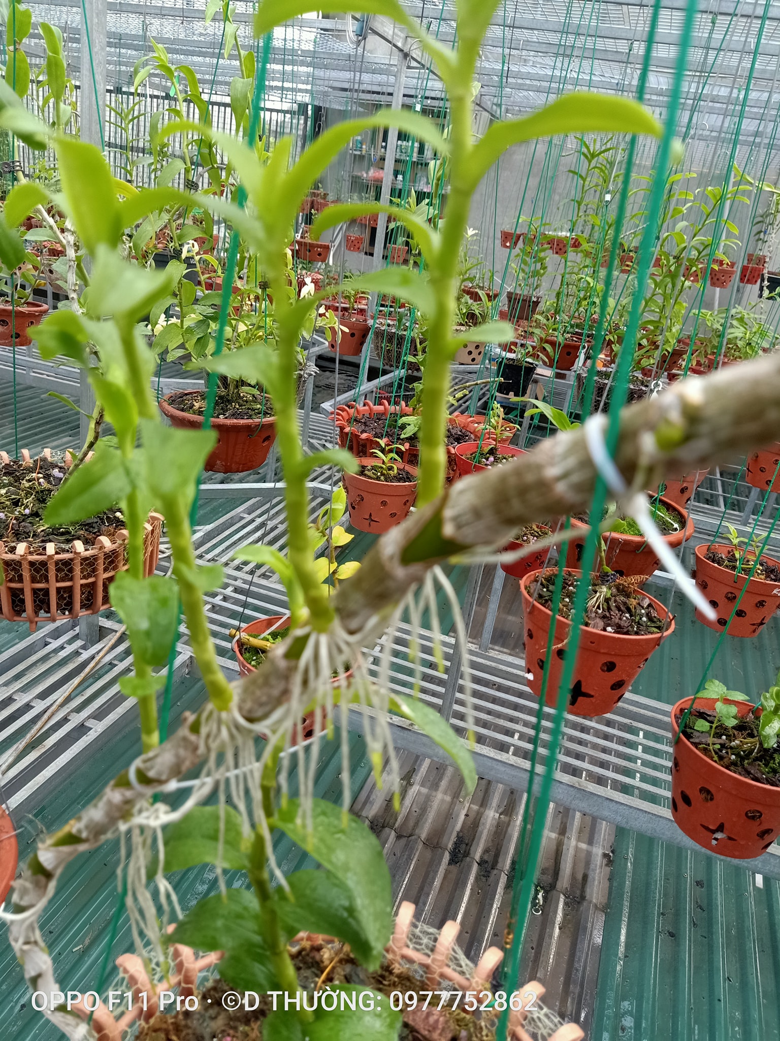 Hoa phong lan - Mít phân nhánh Chùa Hương( cao 15cm,cắt cây mẹ)