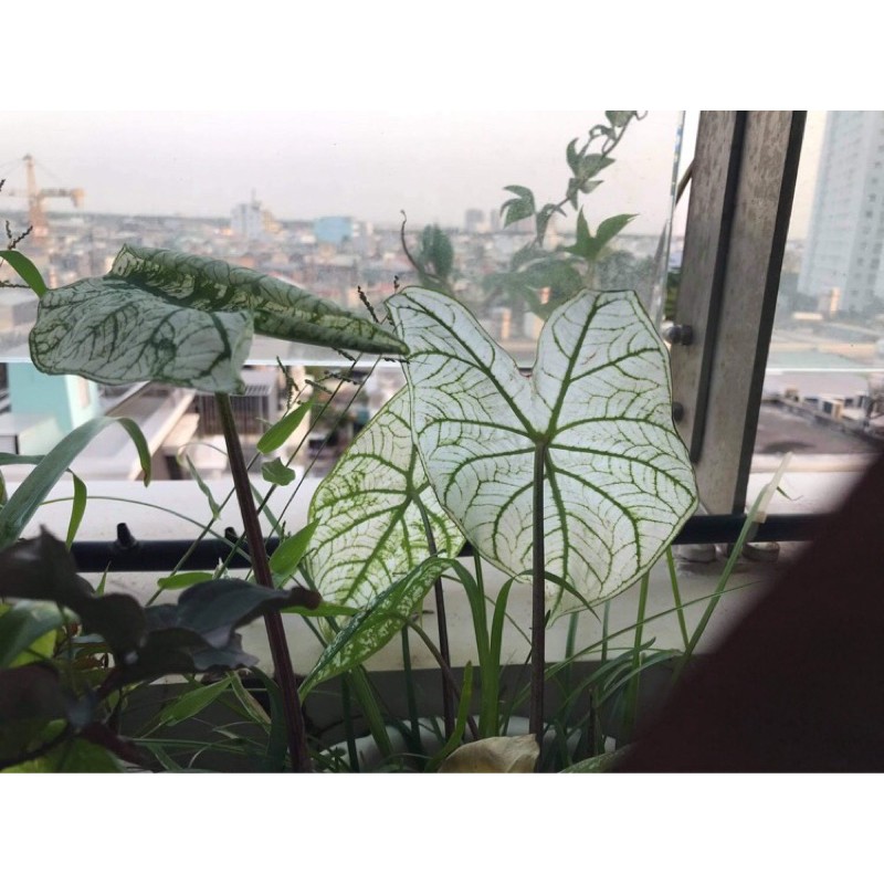 [Mã INCUBACK0608 hoàn 15K xu đơn 50K] Củ môn trắng - caladium white christmas