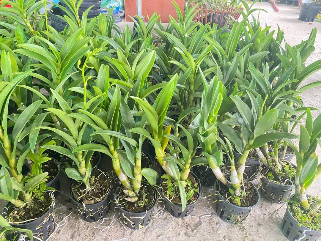 HOA LAN DENRO NẮNG HOÀNG LONG