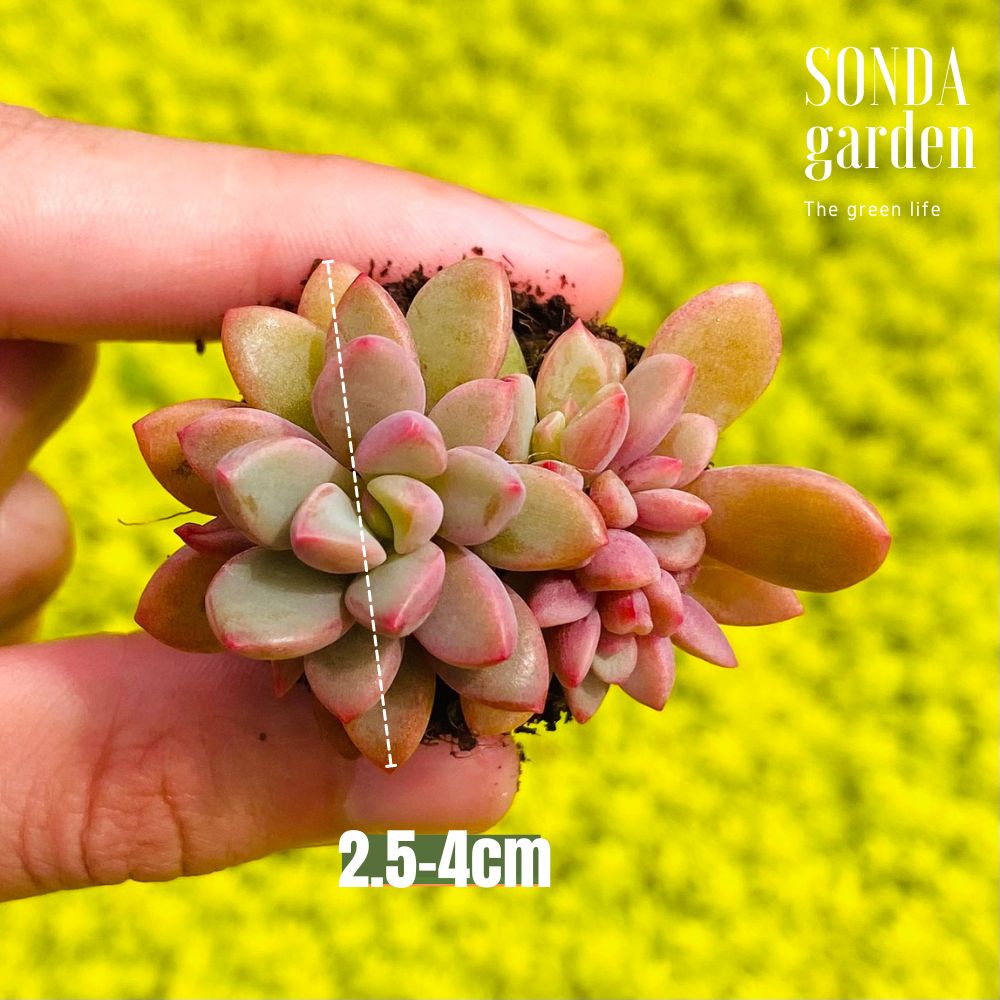 SEN ĐÁ AURORA GEM SIZE MINI SIÊU KHỎE ĐẸP LỖI 1 ĐỔI 1