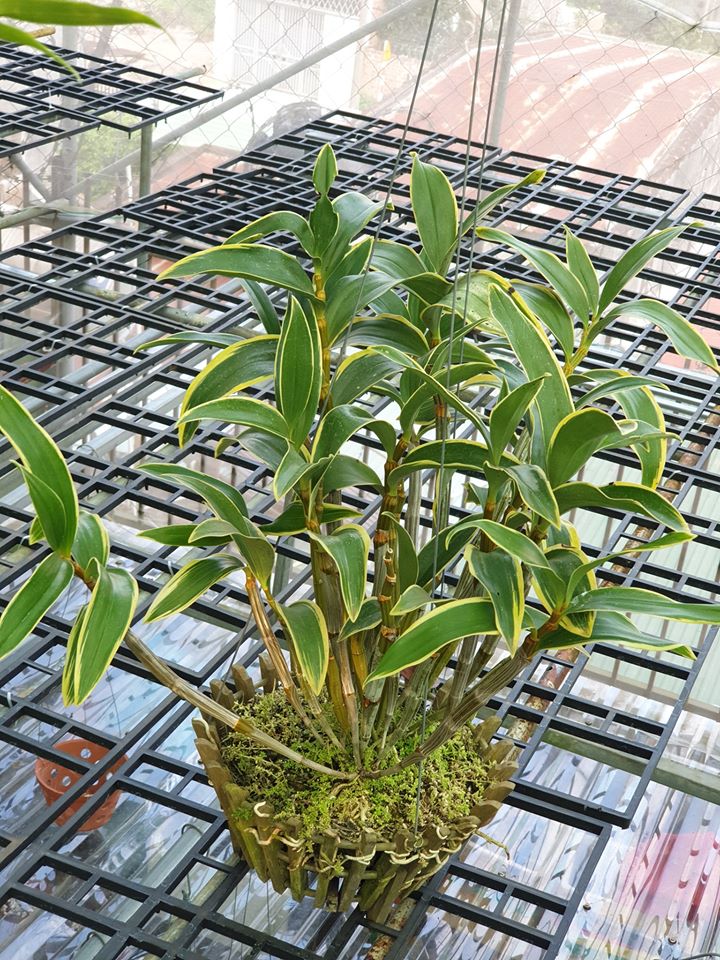 Cây lan kiều vàng