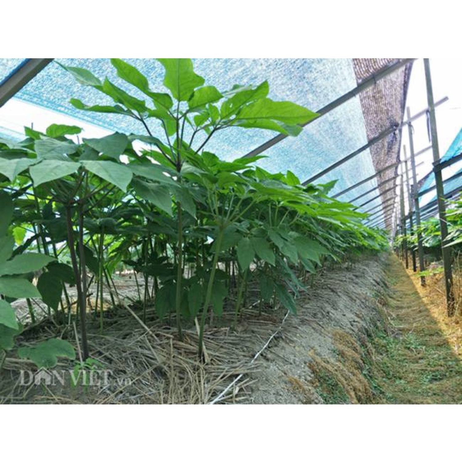 MA451 GÓI Hạt Giống Nhân Sâm Mỹ- Gói 20 Hạt