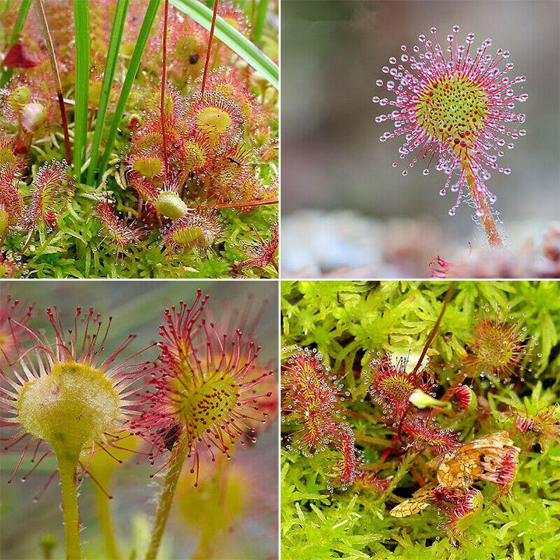 Sundew Seeds - Sale Off