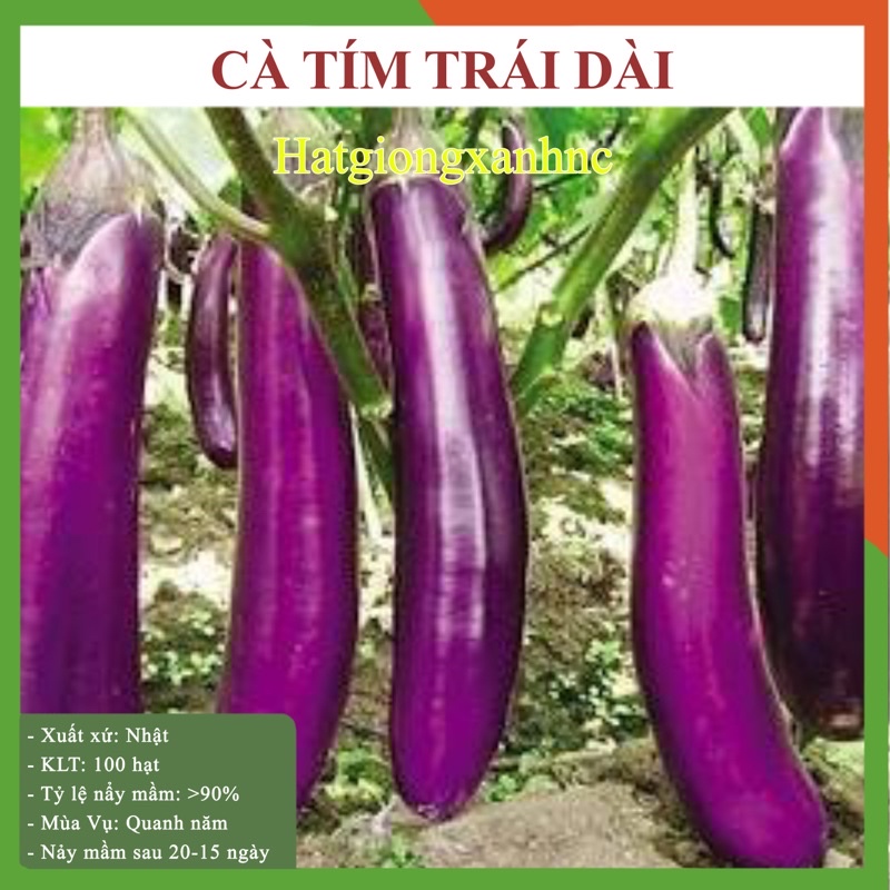 Gói 100 hạt hạt giống cà tím cao sản - dễ trồng, năng suất cao, trái to, dài.
